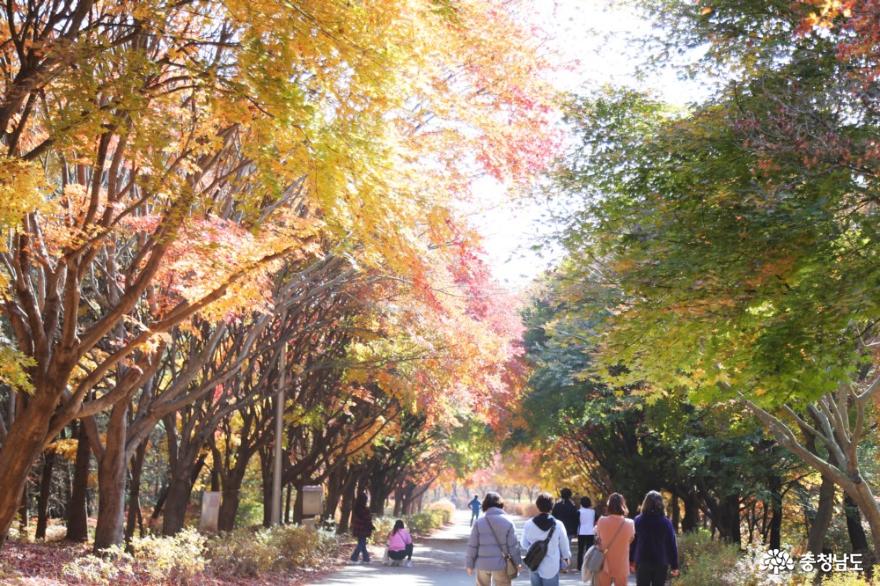 독립기념관단풍나무숲길3km의힐링산책 4