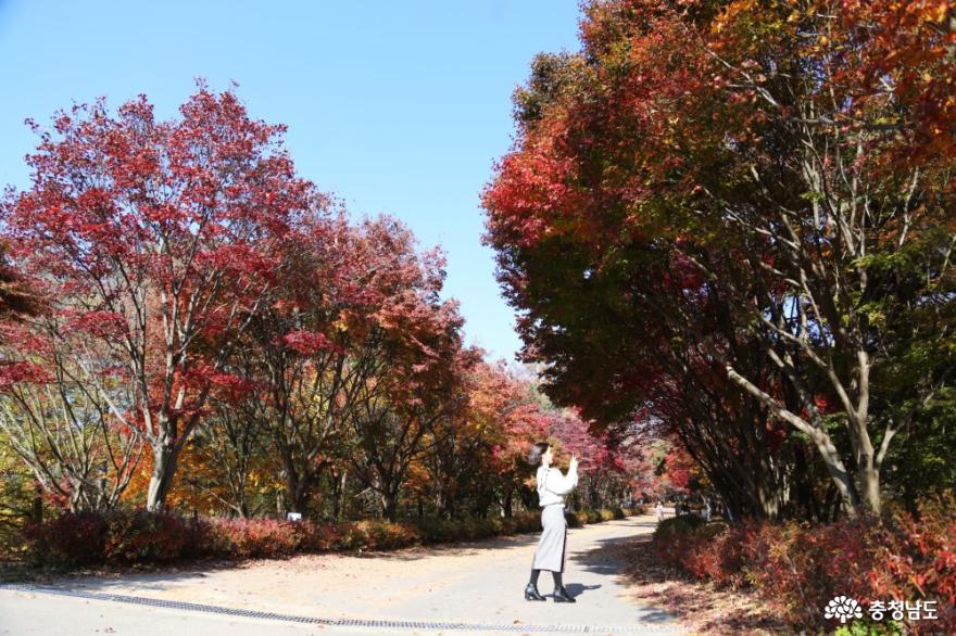 독립기념관단풍나무숲길3km의힐링산책 5