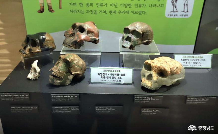 선사인류의 두개골