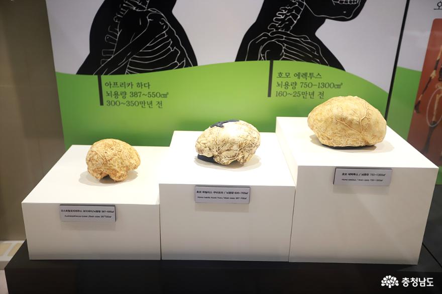 선사인류의 두개골에서 나온 뇌의 모형