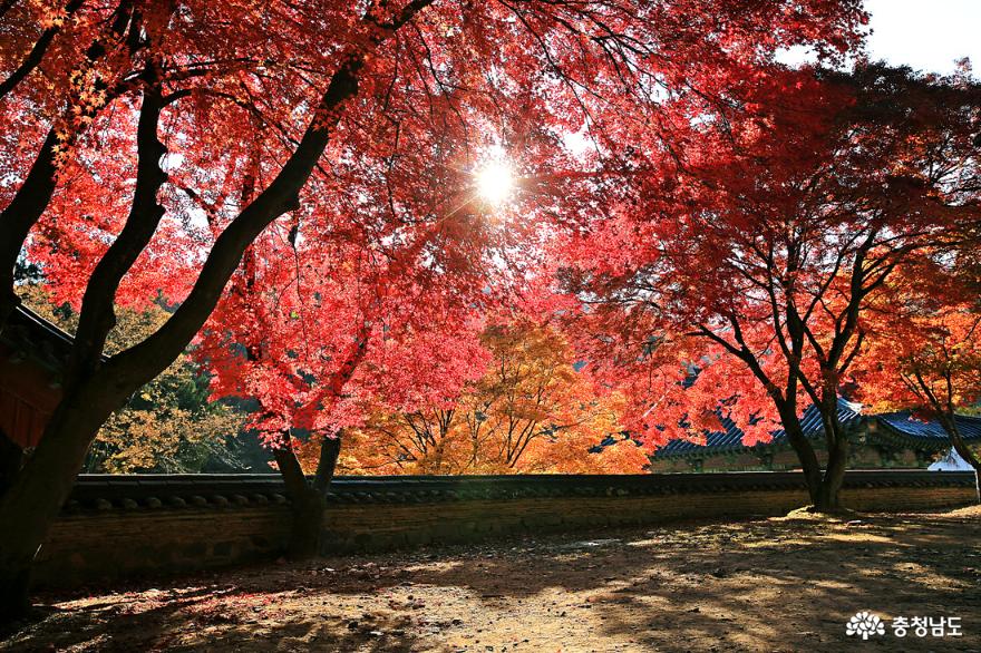 공주 가을여행 만추의 마곡사 사진