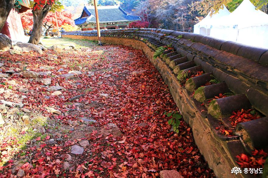 공주 가을여행 만추의 마곡사 사진