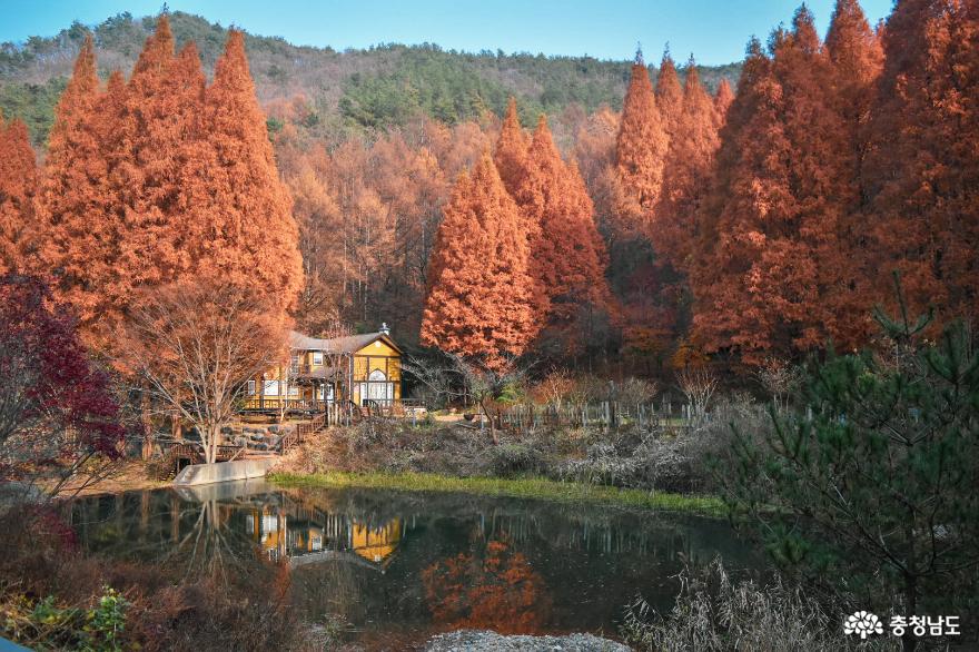 가을이곱게물든논산언택트여행지온빛자연휴양림 4