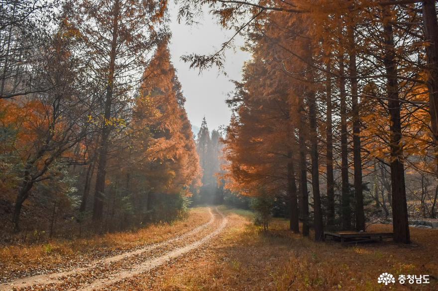 가을이 곱게 물든 논산 언택트 여행지, 온빛자연휴양림 사진