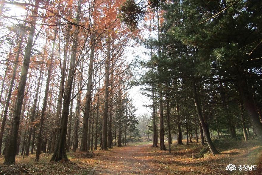 독립기념관 야외 산책로 가을풍경