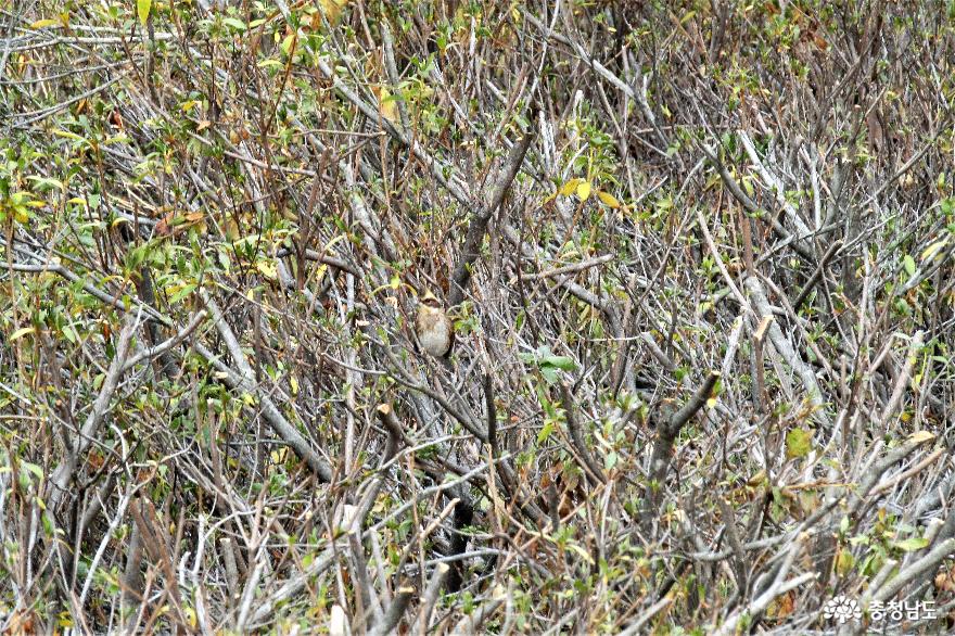 ▲ 독립기념관 야외 산책로 늦가을 풍경 : 노랑턱멧새