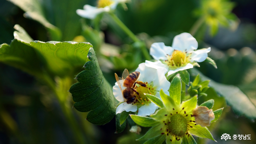 딸기꽃과 꿀벌