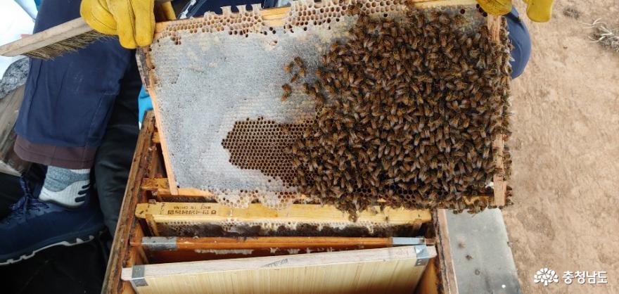 새 봄맞이!…꿀벌 집 관리 당부
