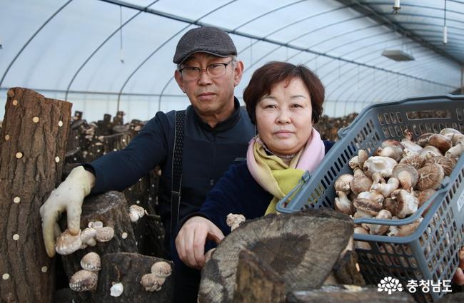 추위 속 원목재배 고버섯 수확 한창