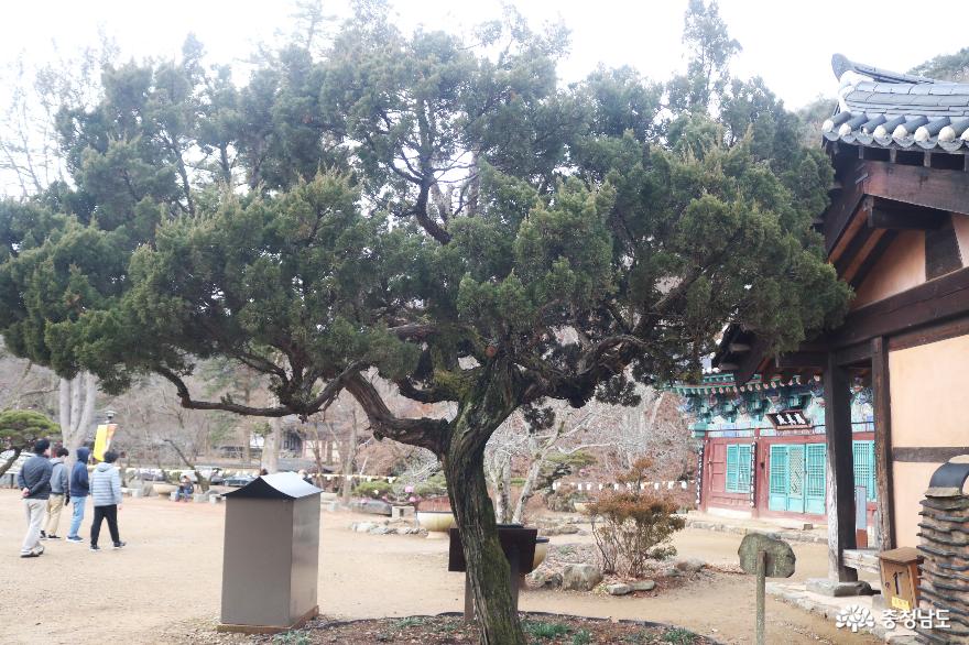 김구 선생 은거 기념식수 (향나무)