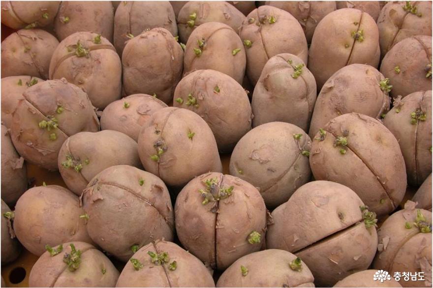 서천군 농업기술센터, 시설재배 봄 감자 적기정식 당부
