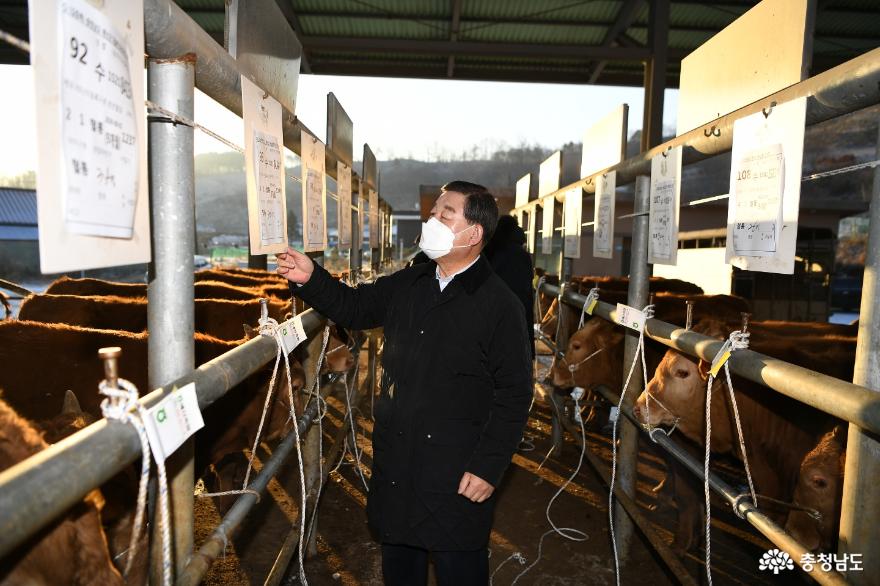 황선봉 예산군수, 설 명절 앞두고 가축경매시장 방문 사진