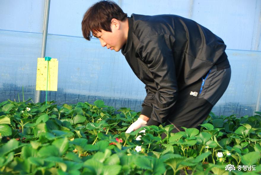 딸기를 수확하는 '서재선' 대표