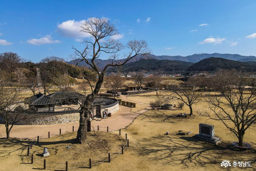 조선 후기 천주교 박해 당시 사형대로 사용된 회화나무. 