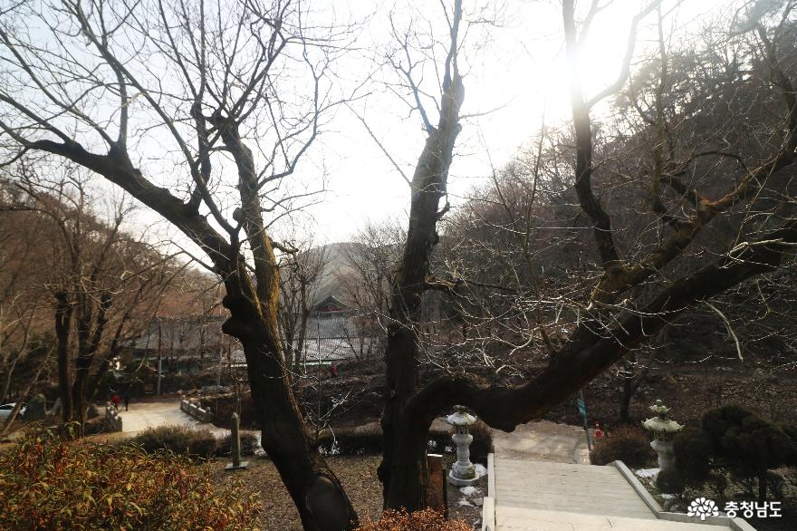 천안 광덕사호두나무(천연기념물 제398호)