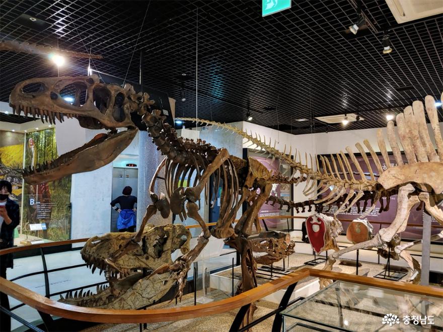 박물관 내부에 공룡뼈가 전시되어 있다.