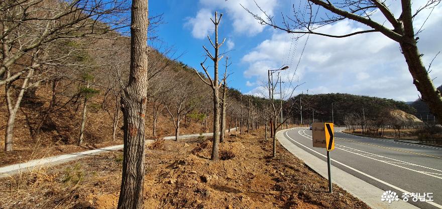 서천군, 버려지는 나무를 살리는 업싸이클링 ‘나무은행’운영