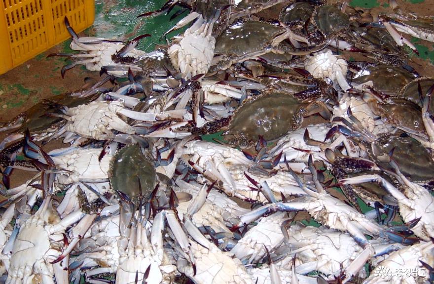 어업총생산액전년대비198억원증가 1