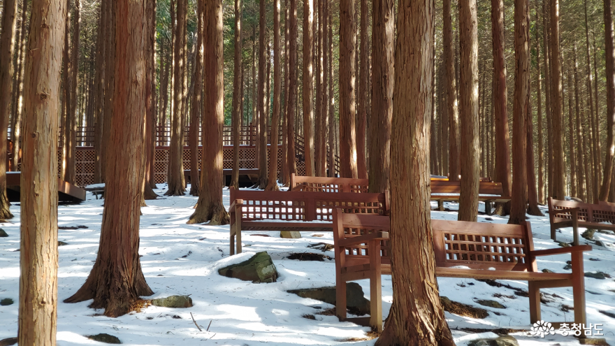 보령 성주산 휴양림 편백나무숲
