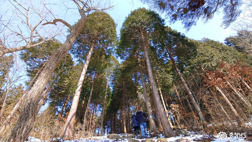 보령성주산자연휴양림편백나무숲 3