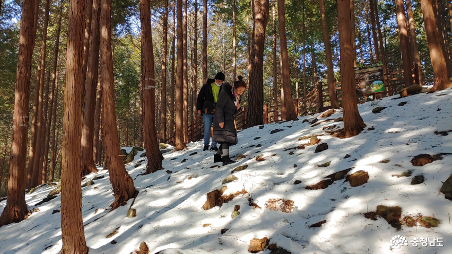 보령성주산자연휴양림편백나무숲 4