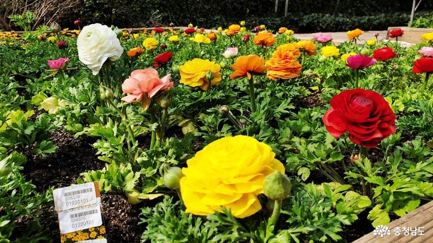 세계꽃식물원으로 봄마중 다녀왔어요 사진