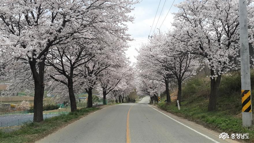 천안시, 제8회 천안위례벚꽃축제 전면 취소 사진