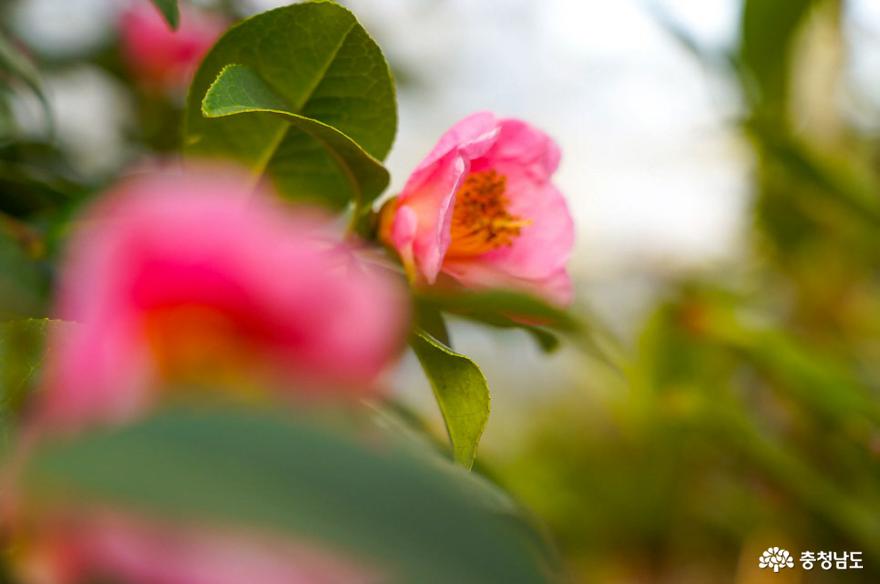 태안 천리포수목원은 봄꽃 향연 사진