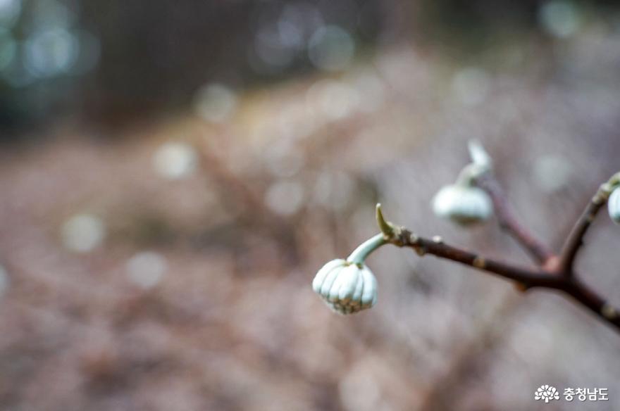 태안 천리포수목원은 봄꽃 향연 사진