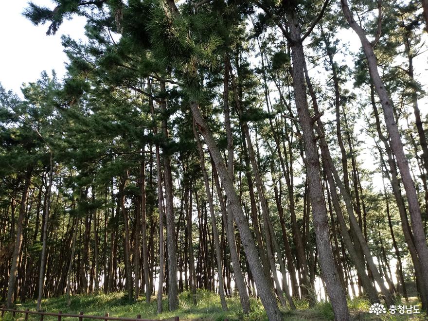 태안지역의 소나무 모습