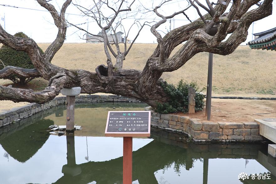 보호수 수령 300년 된 왕벚나무