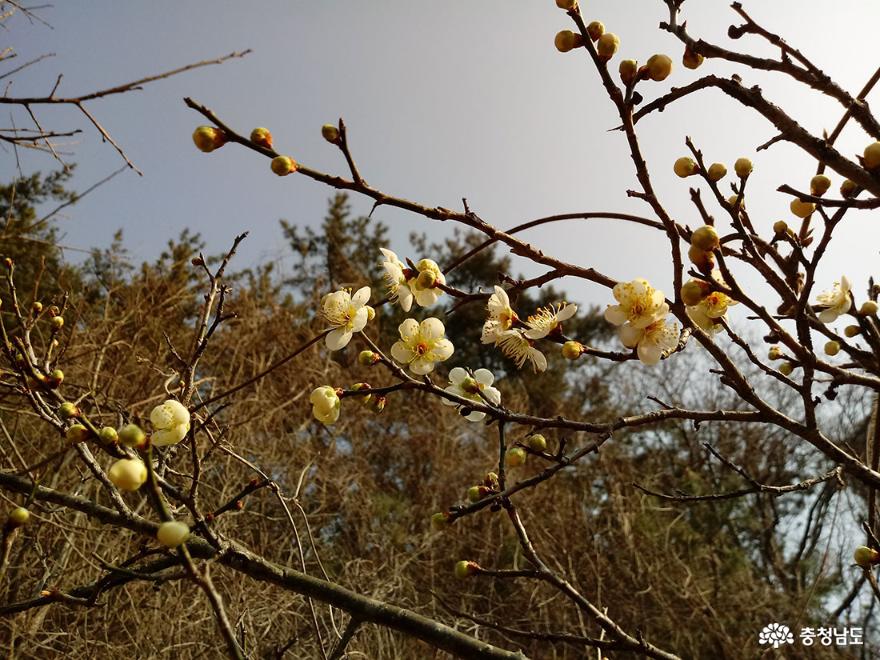 봄 꽃은 농부들의 마음을 설레이게 하는 희망이다.
