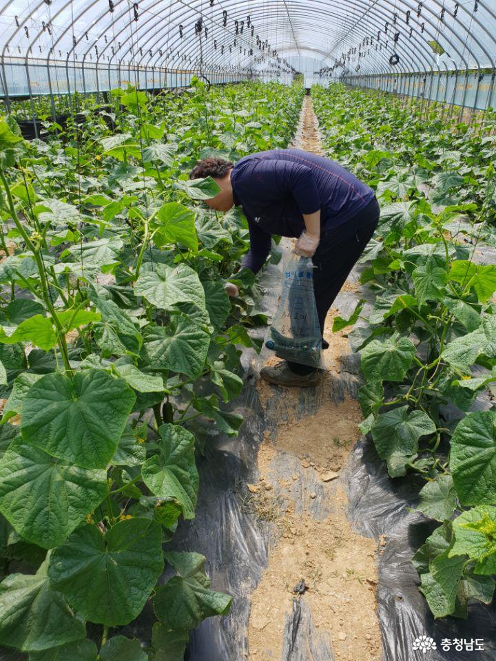 천안시, 지역농산물 생산단계 안전성검사 지원