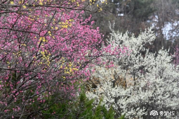 봄꽃 가득한 종학당 산책 사진