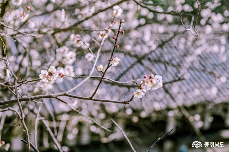 봄꽃가득한종학당산책 9