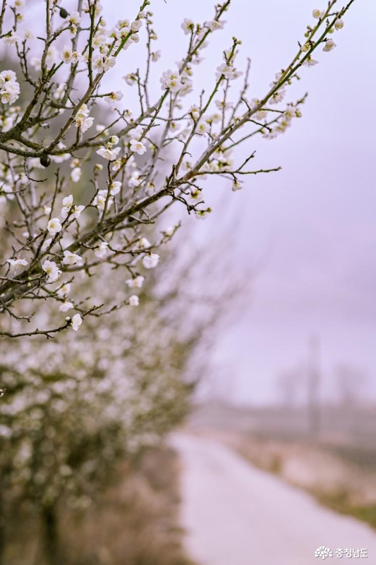 봄꽃 가득한 종학당 산책 사진