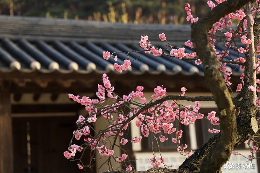 아산 현충사 충무공 옛집에서 전하는 봄의 꽃소식 사진