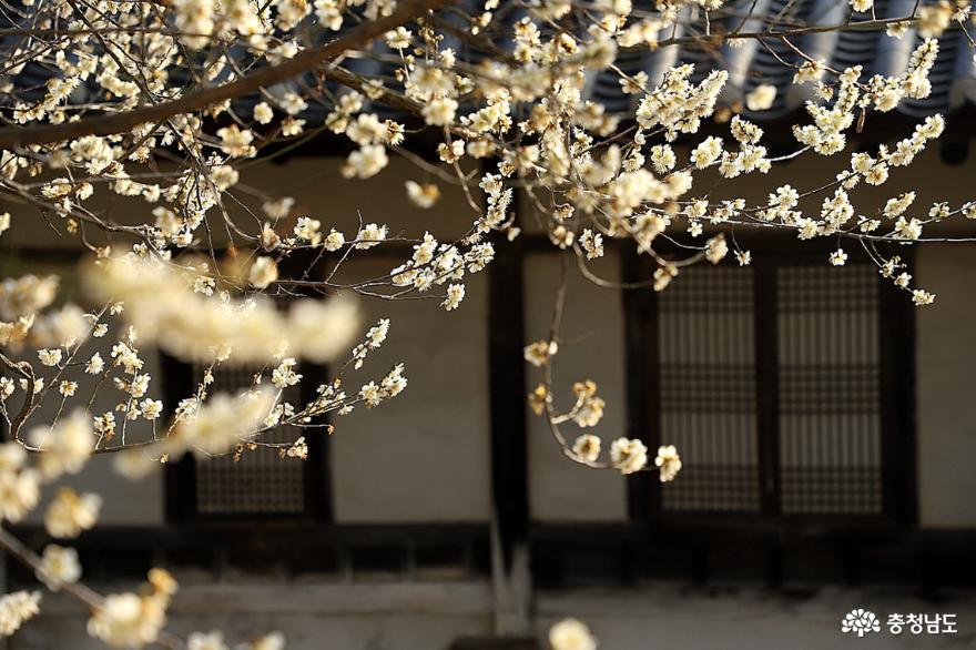 아산 현충사 충무공 옛집에서 전하는 봄의 꽃소식 사진