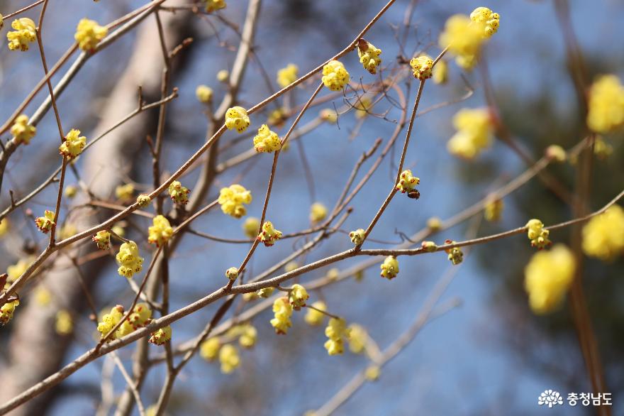 노란 봄빛 가득한  아름다운정원 화수목 사진