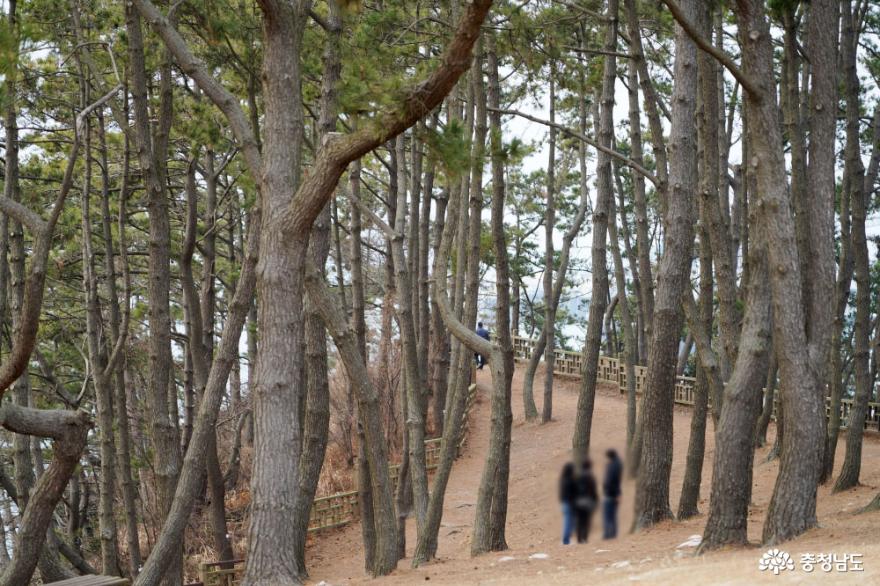 예쁘게 핀 동백꽃이 장관, 서천 마량리 동백나무숲 사진