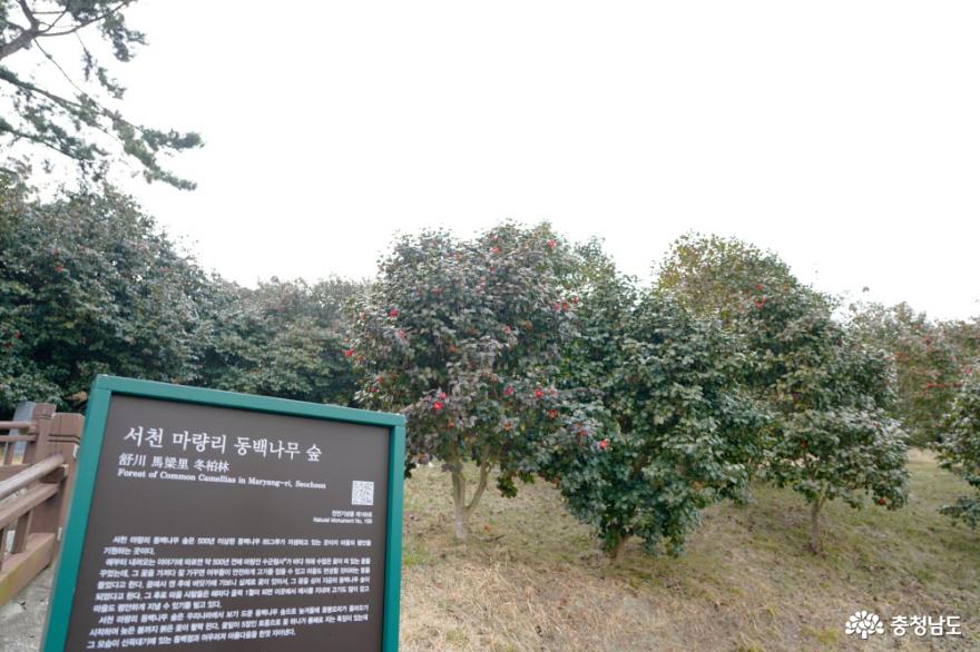 예쁘게핀동백꽃이장관서천마량리동백나무숲 8