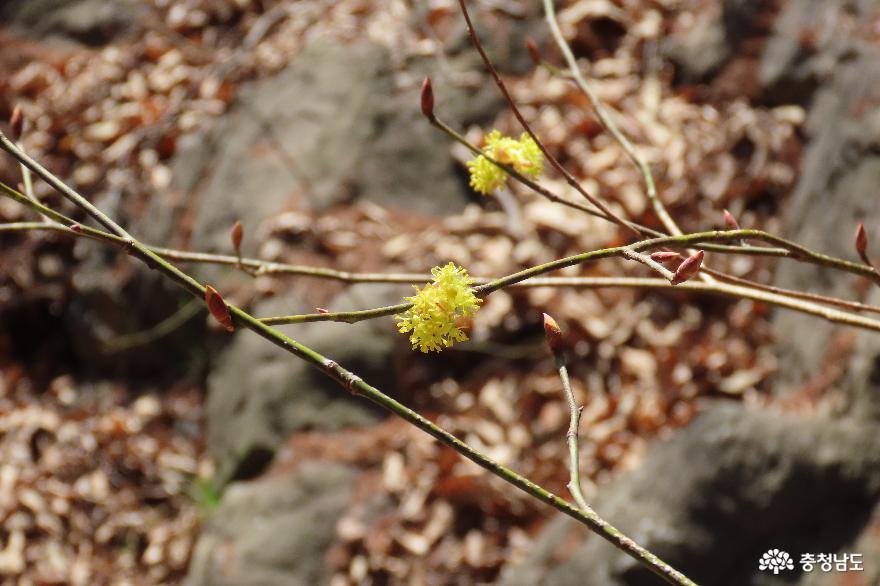 금오산에서 만난 봄꽃 나무, 생강나무