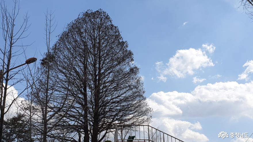 공주대학교의 연륜을 자랑하는 나무