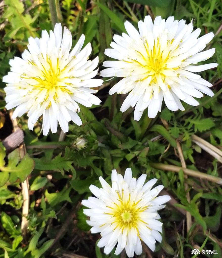 민들레 하얀 꽃, 토종이다.