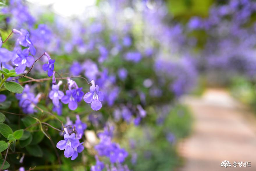 365일 꽃향기 가득한 아산세계꽃식물원 사진