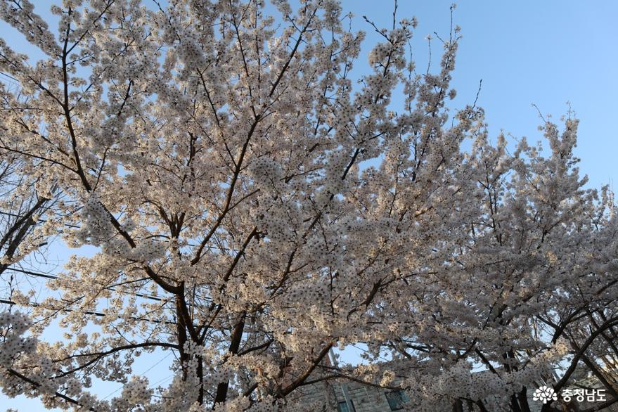 벚꽃이흐드러지게핀원성천아침풍경 9