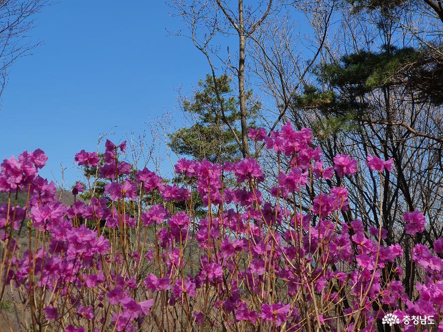옥녀봉 진달래꽃 구경은 이번 주가 절정이래유. 구렁이도 꽃구경 나왔슈.
