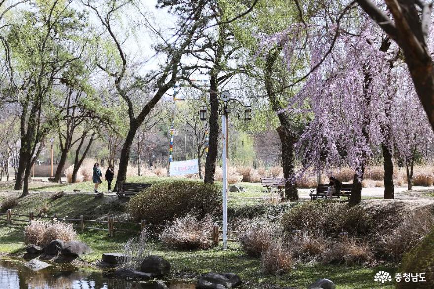 늘어지게 핀 수양벚꽃이 아름다운 삼거리공원의 봄풍경 사진