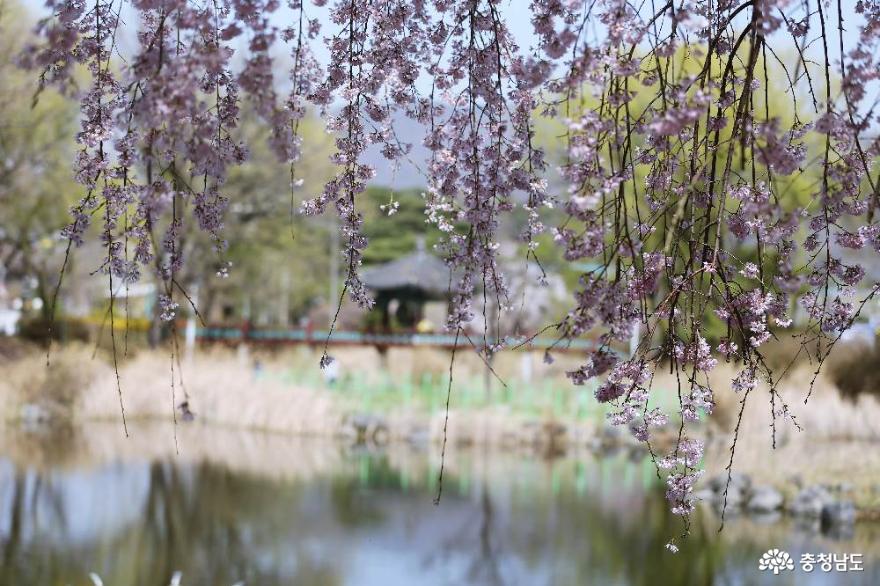늘어지게핀수양벚꽃이아름다운삼거리공원의봄풍경 3
