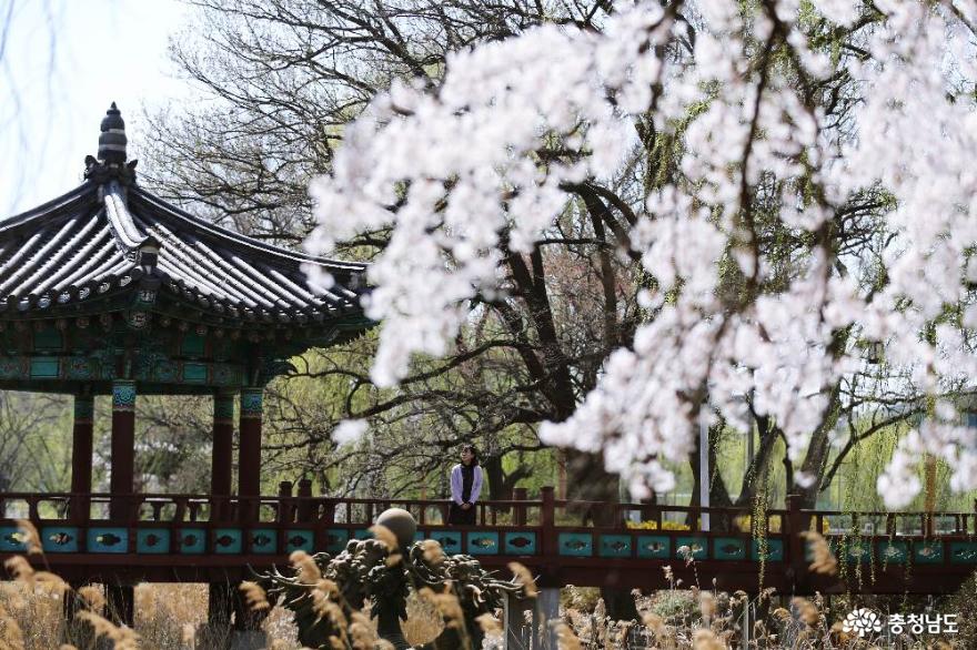 늘어지게핀수양벚꽃이아름다운삼거리공원의봄풍경 6